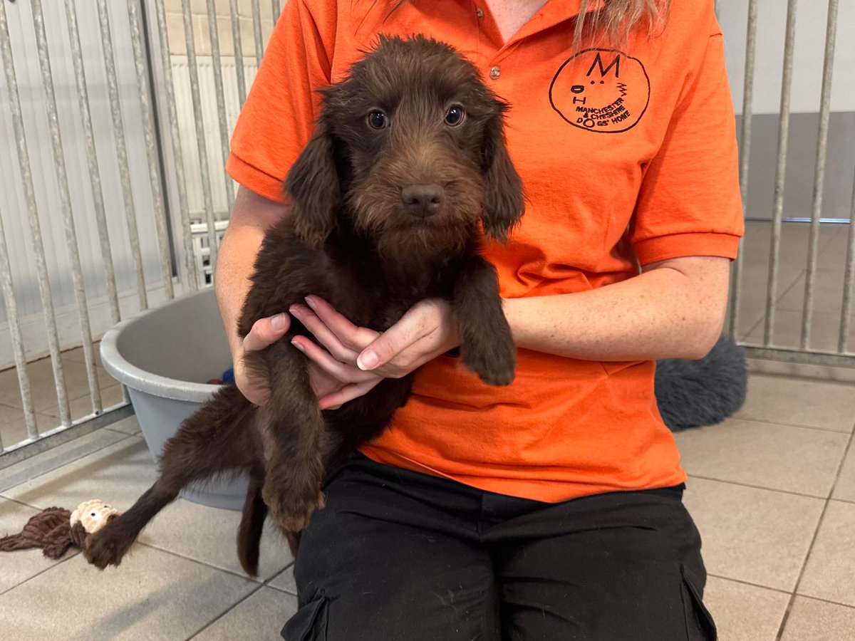 Please retweet to help Otis find a home #CHESHIRE #UK 

Playful crossbreed pup aged 5 months. Medium sized, lovely nature, he can live with children of any age and with another dog 🐶✅

DETAILS or APPLY👇
dogshome.net/dog-for-adopti…
#dogs #Manchester