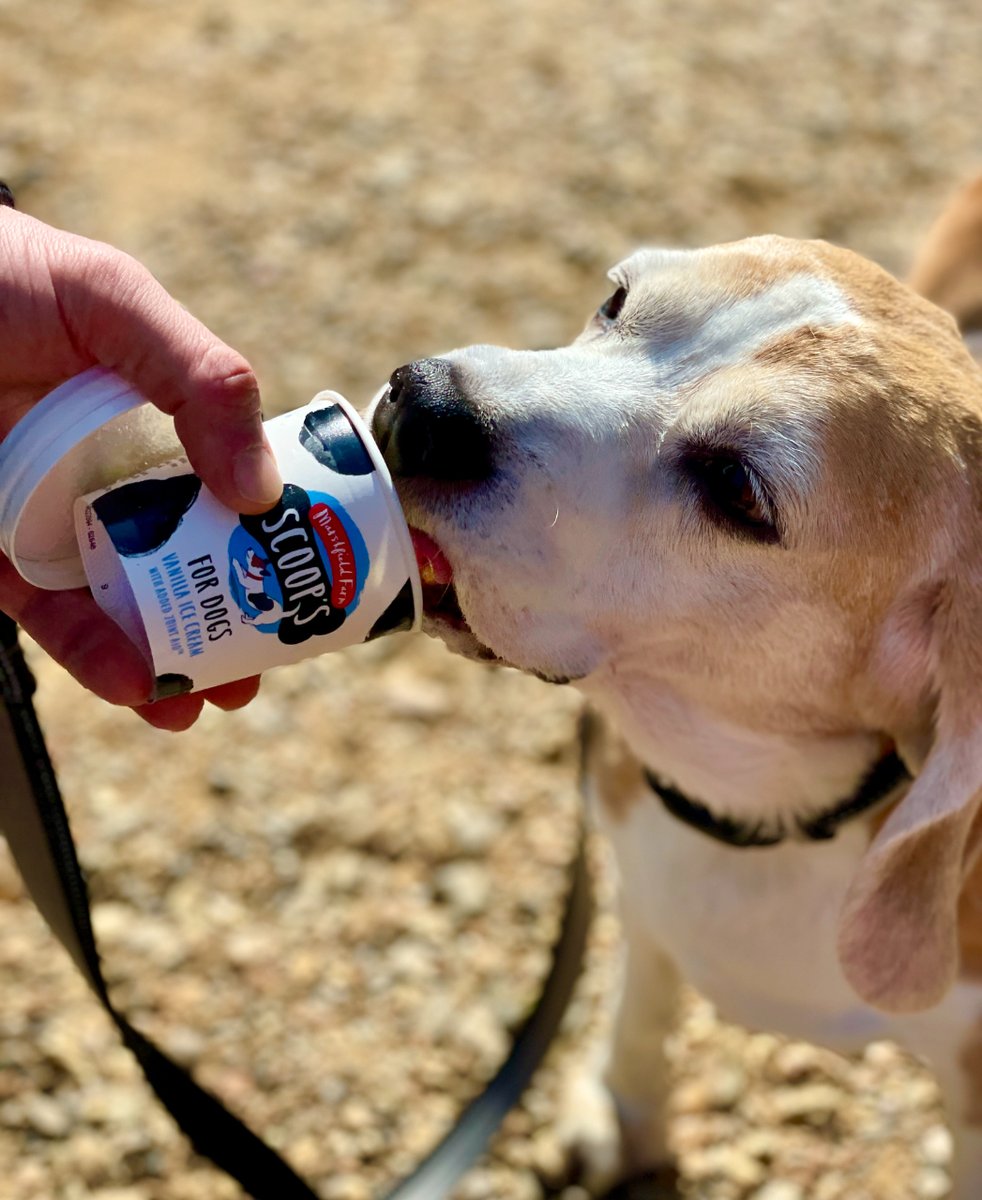 TheBarmyBeagle's tweet image. Sun&apos;s out, tongues out... One scoop of &apos;bark&apos; and &apos;vanilla&apos; please! 🐶 🍦