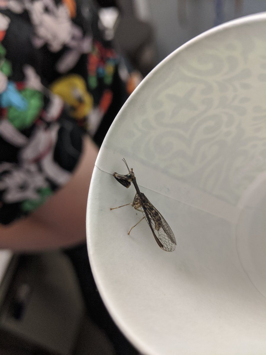 Mantid fly! (Saving it from getting stepped on at work)