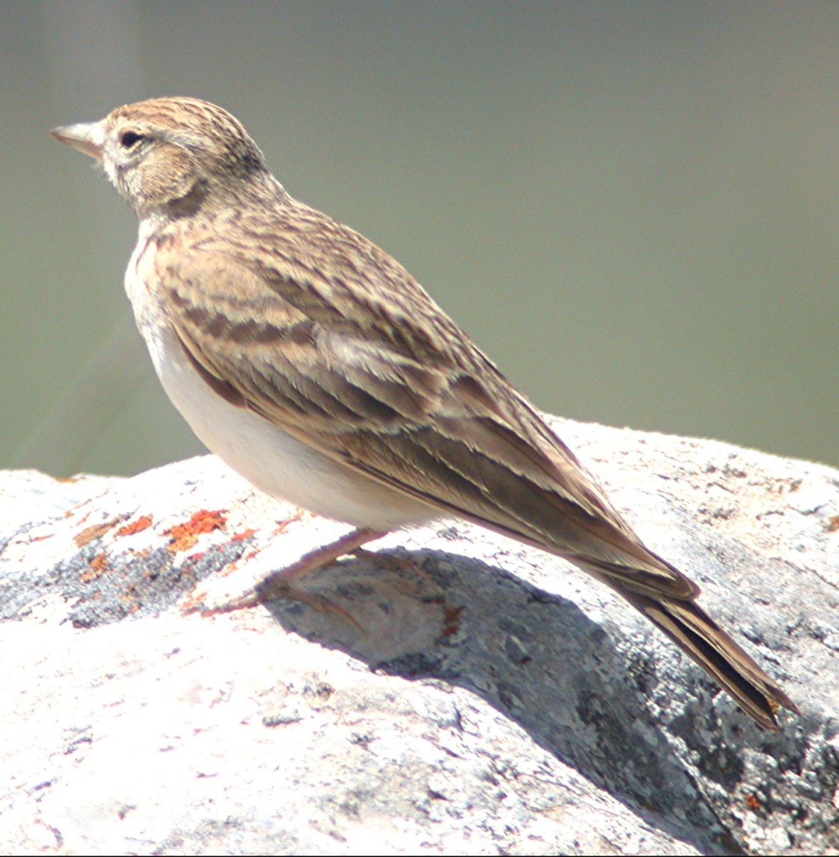 SteveBotham6's tweet image. Short toed Lark, Kizilcadag mountains Turkey.
boulthamere.blogspot.com
