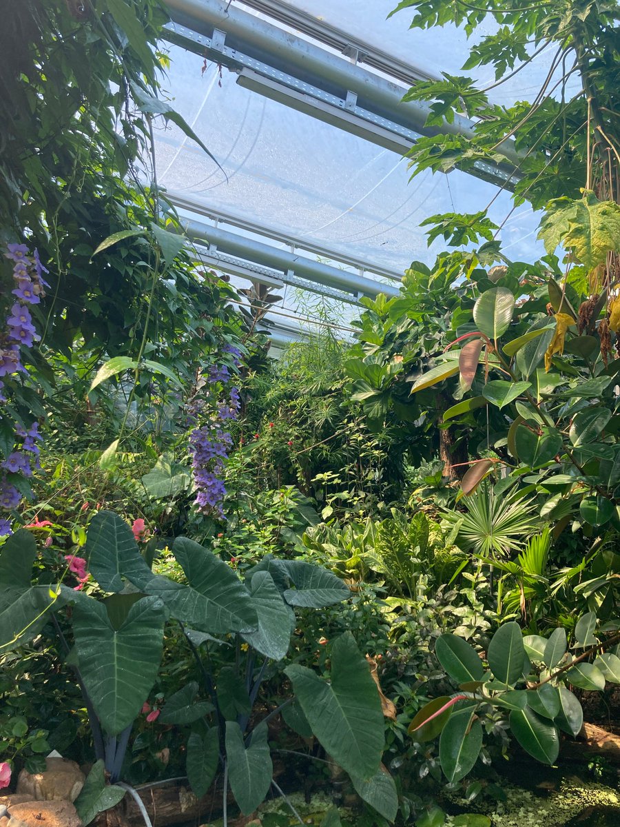 Follow the butterflies... 🦋 The greenhouses and butterfly house in the Botanika Park in Bremen, Germany, house various tropical plants. In the butterfly house, visitors can enjoy over 80 types of exotic butterflies in all shapes, sizes and colors.

#VectorFoiltec #Texlon #ETFE