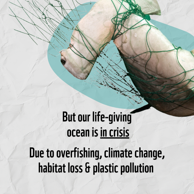 WWF's tweet photo. We want our #ocean to be protected. RT if you’re with us! #OceansWeek 🐋