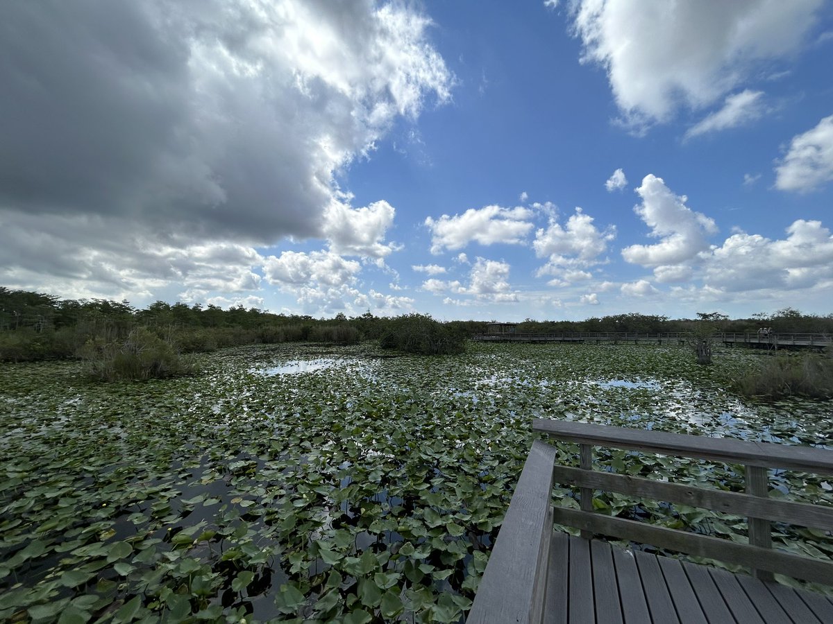 zimmera's tweet photo. The Anhinga Trail in the Everglades did not disappoint. Great wildlife, scenery, and a chance to enjoy some time in the sun. https://t.co/Zi3zAnea3T