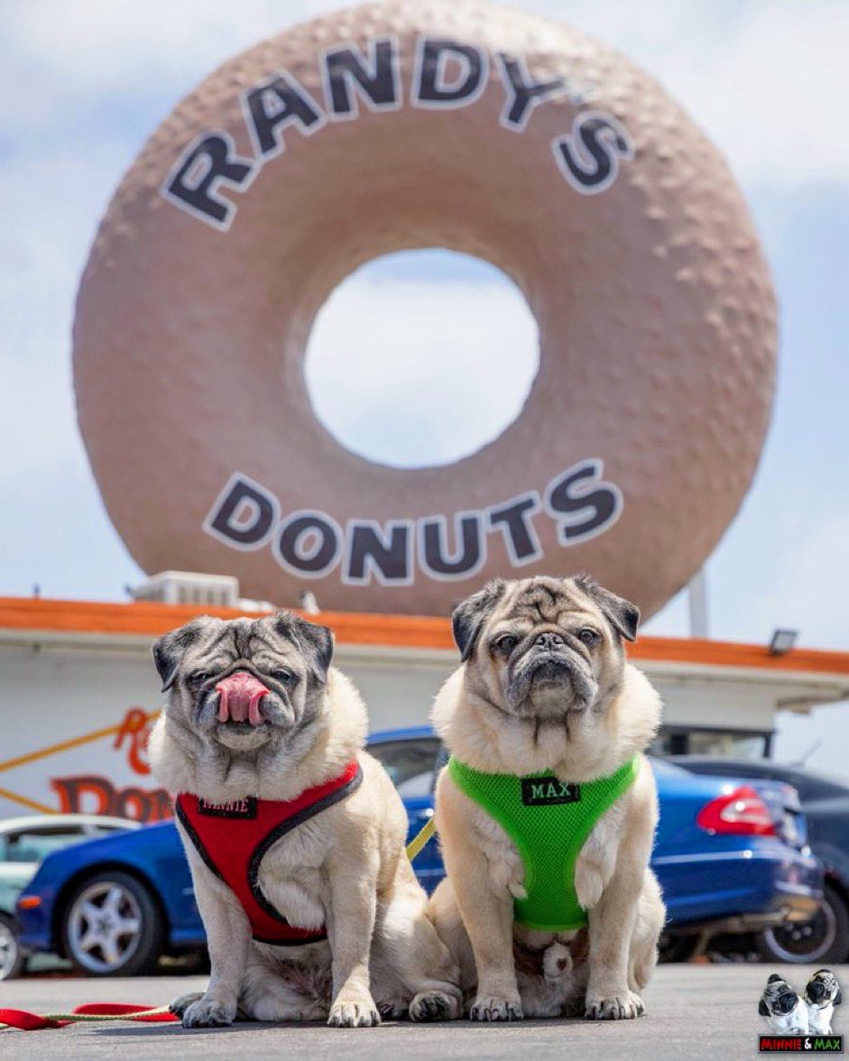 We once went all the way to Los Angeles just for a @RandysDonutsLA run. 🍩❤️💚

#NationalDoughnutDay #NationalDonutDay #mmroadtrip #pug