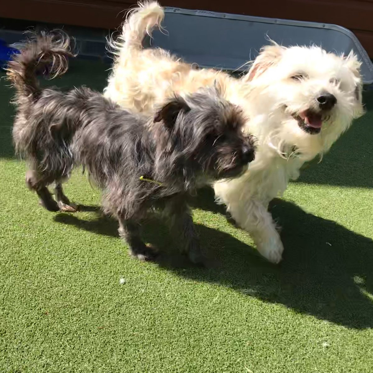 Meet mother and daughter duo HONEY and MULAN @DogsTrust #Ilfracombe They are searching for a home where they can stay together. 💛🐶💛 dogstrust.org.uk/rehoming/dogs/… 🏡 #RescueDogs #LoveDogs #ADogIsforLife #AdoptFosterRescue 🐾