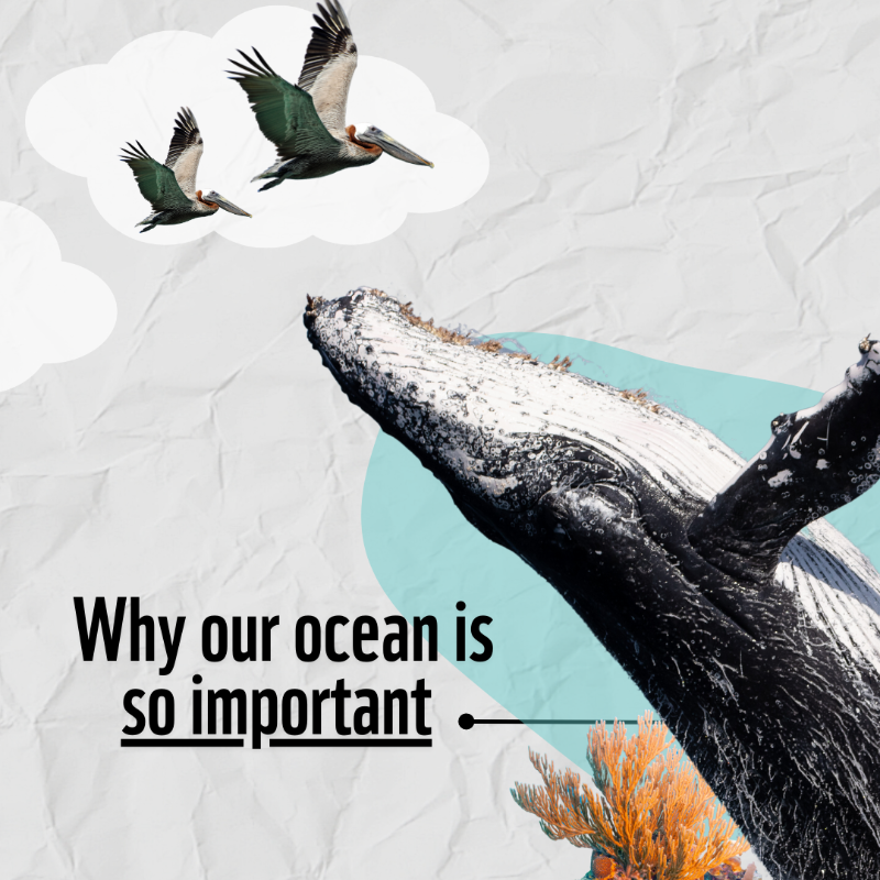 WWF's tweet photo. We want our #ocean to be protected. RT if you’re with us! #OceansWeek 🐋