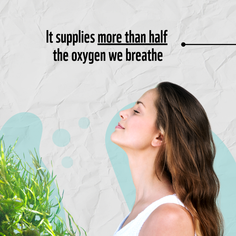 WWF's tweet photo. We want our #ocean to be protected. RT if you’re with us! #OceansWeek 🐋