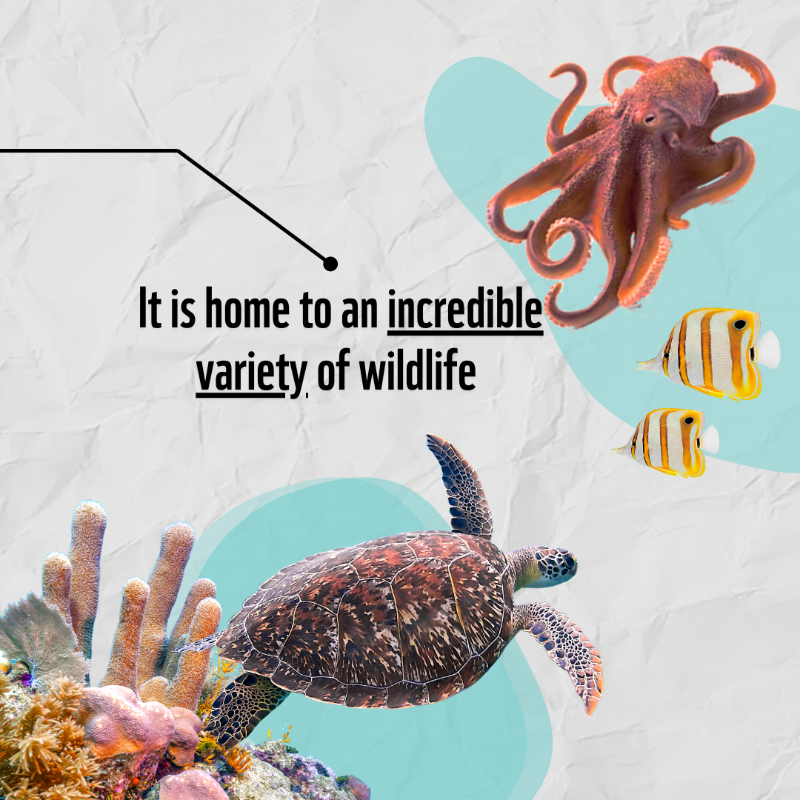 WWF's tweet photo. We want our #ocean to be protected. RT if you’re with us! #OceansWeek 🐋