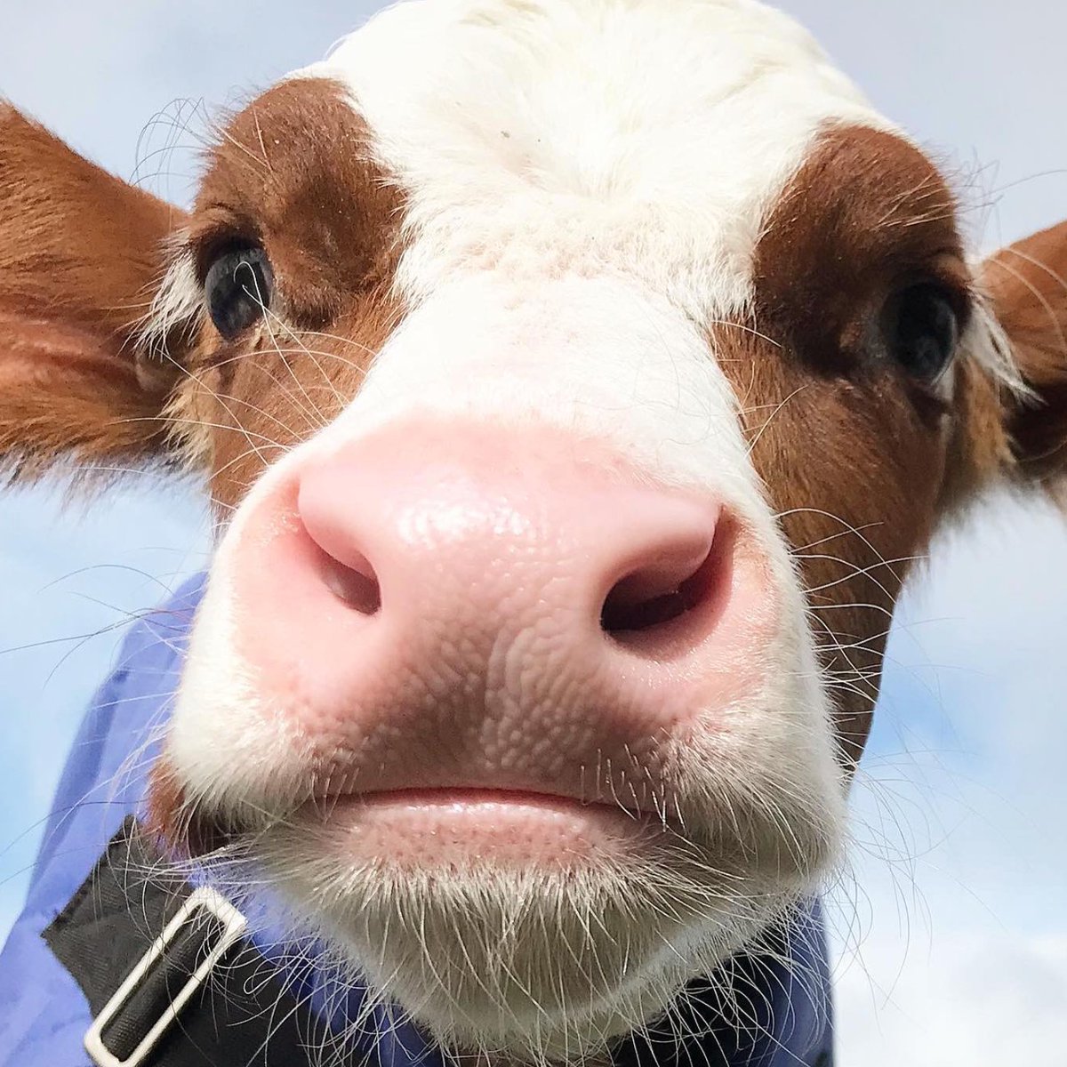 CowoftheDay1's tweet photo. 📅 10th June 2023
🐮 Eddie
🏷️ Instagram/lily.moss.animal.sanctuary
💕 #animaloftheday https://t.co/TGAt2A1kBH