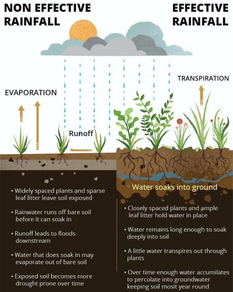 USUExtensionSus's tweet photo. Roots in the ground + rain in the clouds = a happy &amp; healthy ecosystem 🌱🌞🌧️
#permaculturefriday https://t.co/wt3KSWpPH2