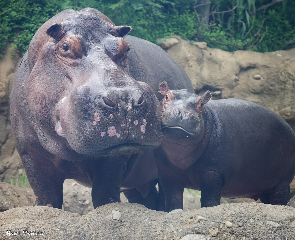 Retweet if you love hippos! Tucker and Fritz 😍