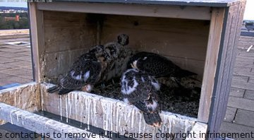 RIrwin94306's tweet image. Happy Falcon Friday! Exciting news - the chicks are growing fast and expected to fledge this week. Keep your eyes peeled for these young falcons taking flight! 🦅👀 #falconwatch #Reptiles