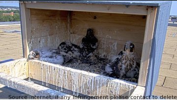 RIrwin94306's tweet image. Happy Falcon Friday! Exciting news - the chicks are growing fast and expected to fledge this week. Keep your eyes peeled for these young falcons taking flight! 🦅👀 #falconwatch #Reptiles