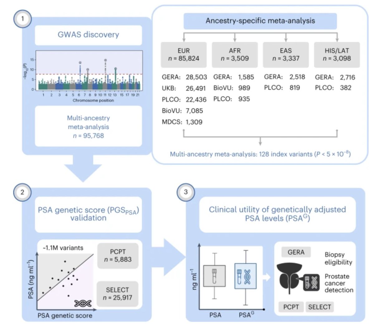 SCIDirector's tweet image. SCI members @johnwitte @Linda_Kachuri &amp;amp; others aim to make #PSAscreening more accurate by calibrating #PSAlevels to each man’s genetics. This could reduce overdiagnosis &amp;amp; better predict aggressive disease. bit.ly/3OLu9Dj #CancerScreening #PersonalizedMedicine