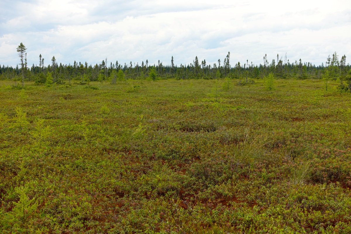 Happy #WorldPeatlandsDay!

At the very heart of our research, peatlands are incredible ecosystems that deserve more attention, as much for their carbon storage capacity as for their beauty 🌱🌎

📷@MelinaGuene