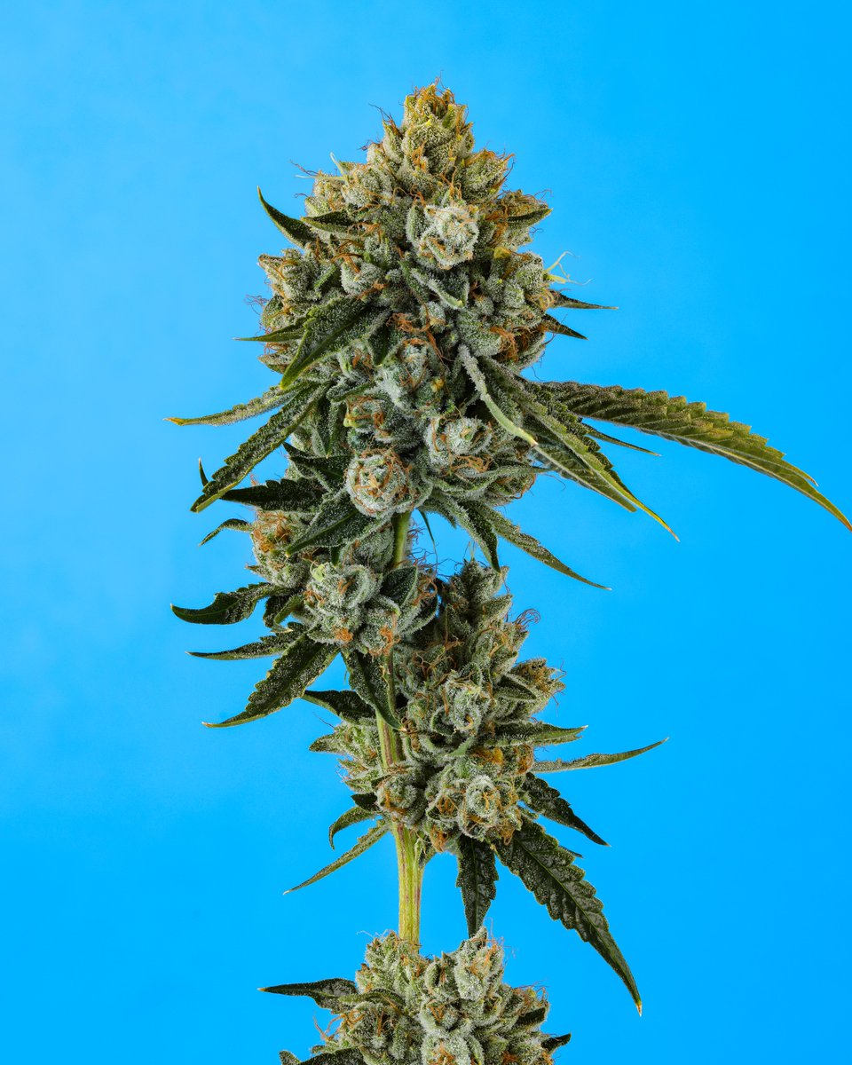 cookiesglobal's tweet photo. R&amp;D { The Flo } 🚰 grown at Earth Rhythm ... Meet @pieguy420 at cookies { Sacramento } from 5:30-6:30p and lemonnade { Sacramento } from 7-8p 💪🏽 https://t.co/zNVboxJYdI