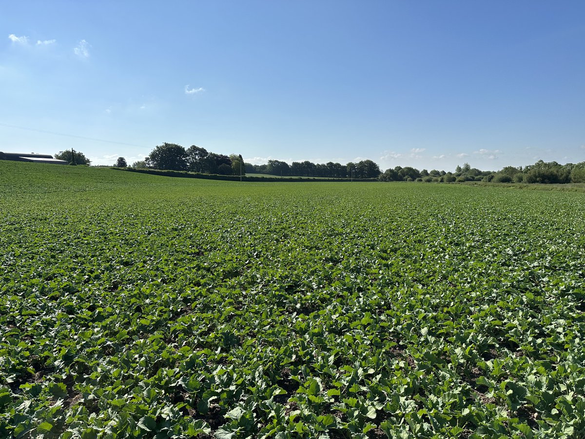 Luke Thornton tweet media