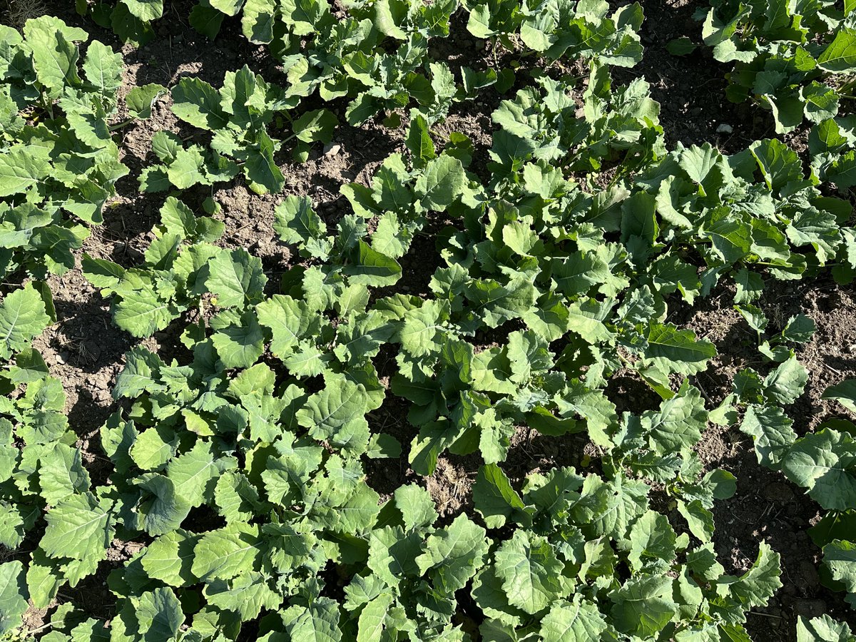 Luke Thornton tweet media