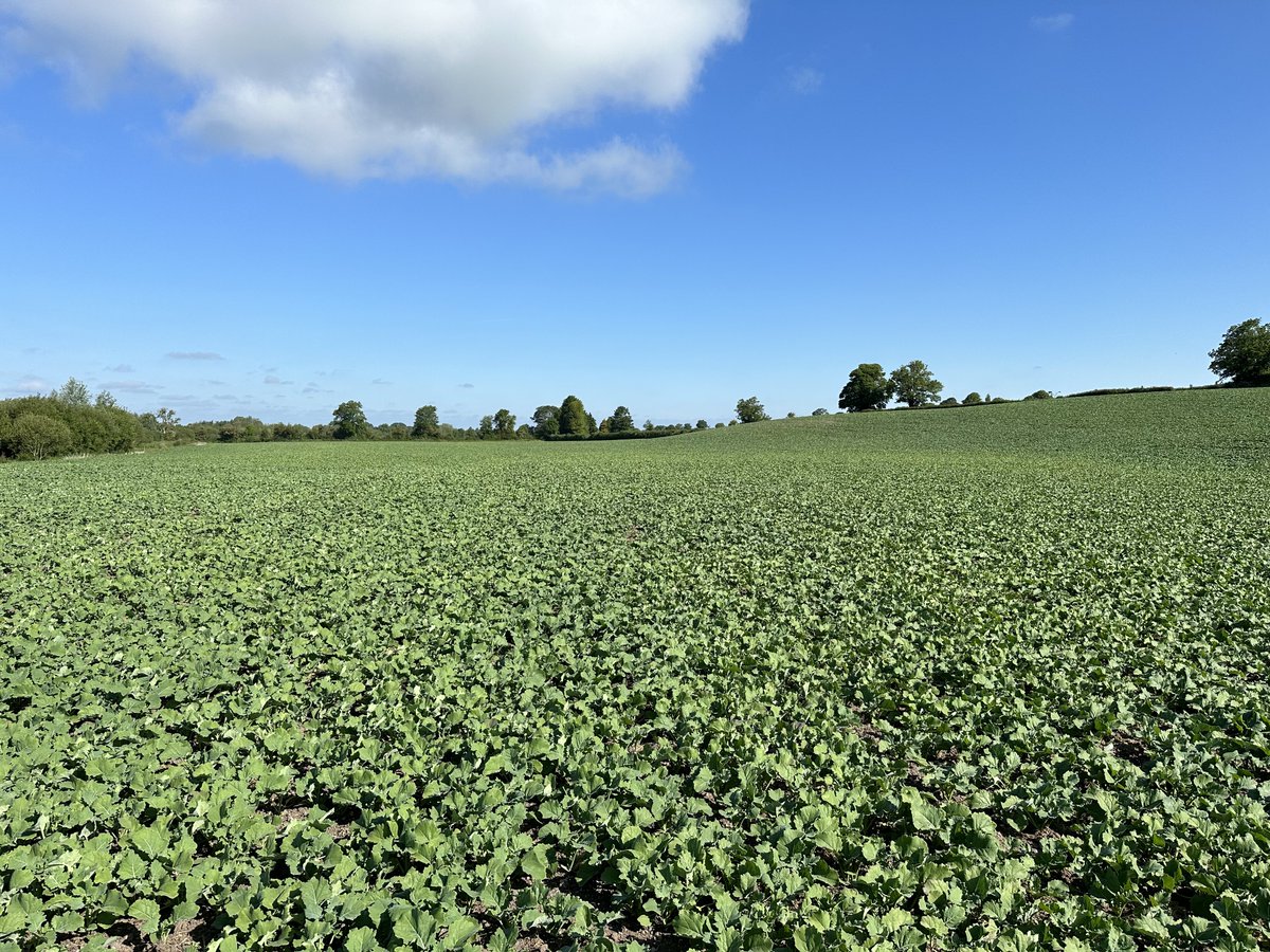 Luke Thornton tweet media