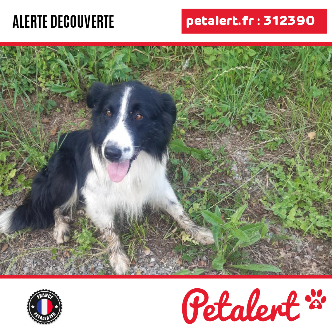 petalert_france's tweet photo. Trouvé #Chien #PyreneesAtlantiques #CarresseCassaber #Petalert #PetAlert64 / https://t.co/kQxGUJY7ba https://t.co/9d1L5Rkb9R
