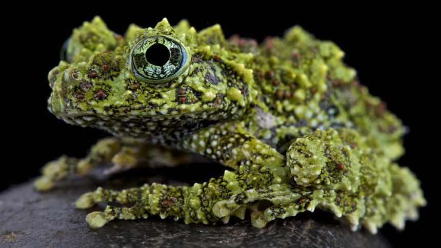 speciesamused's tweet photo. A beautiful sentient being who is sold into captivity. Vietnamese Moss Frog. #letthembefree https://t.co/PvYmQUaFKC