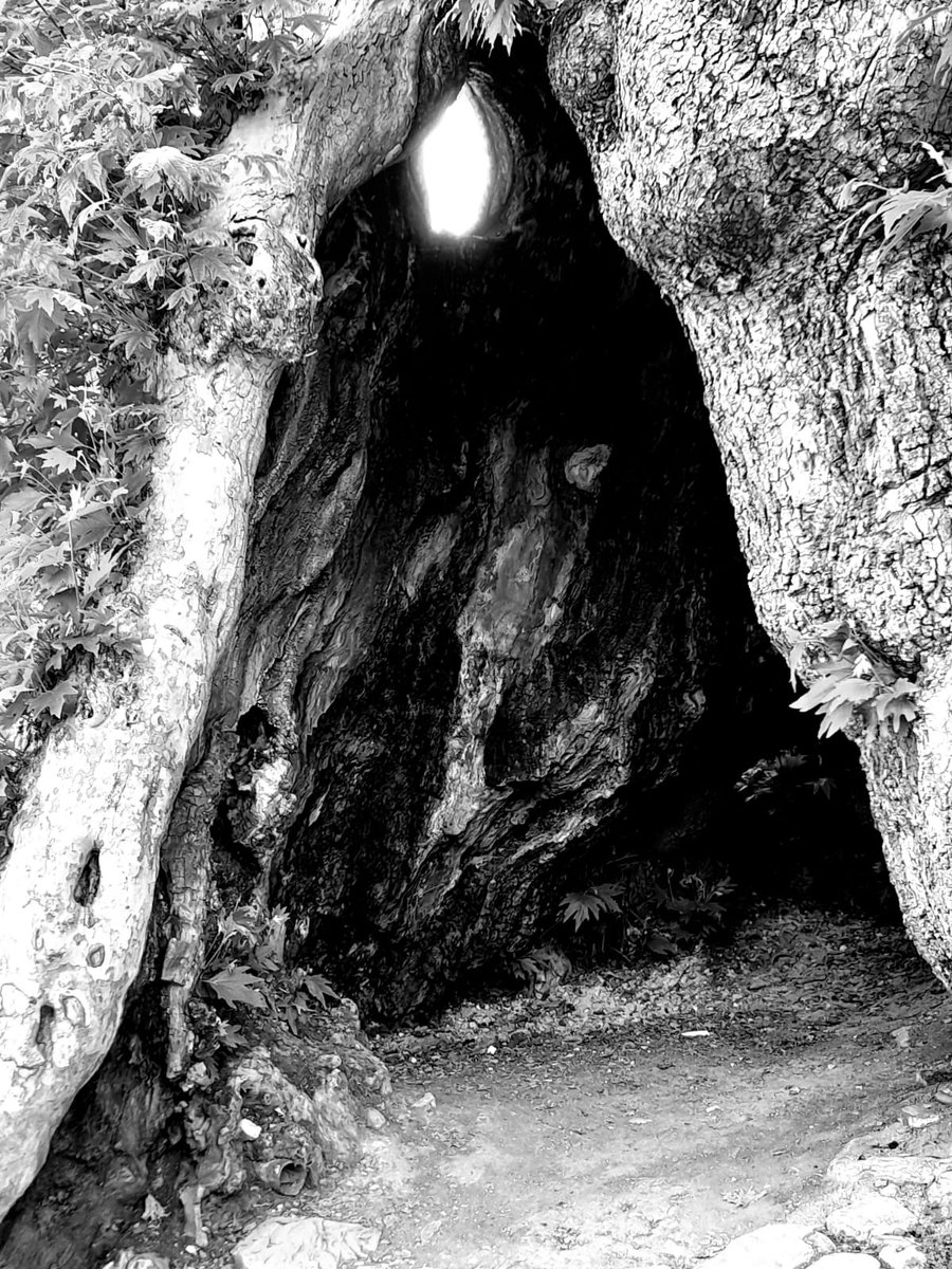 LalaSafarAA's tweet photo. A plane tree planted in 1563. It was considered sacred by the residents of #Basgal settlement and named "Pir Chinar" / Un plátano plantado en 1563. Los residentes del asentamiento de Basgal lo consideraban sagrado y lo llamaron "Pir Chinar". #Azerbaijan #Azerbaiyán #Ismayilli https://t.co/EQxJzsRCP8
