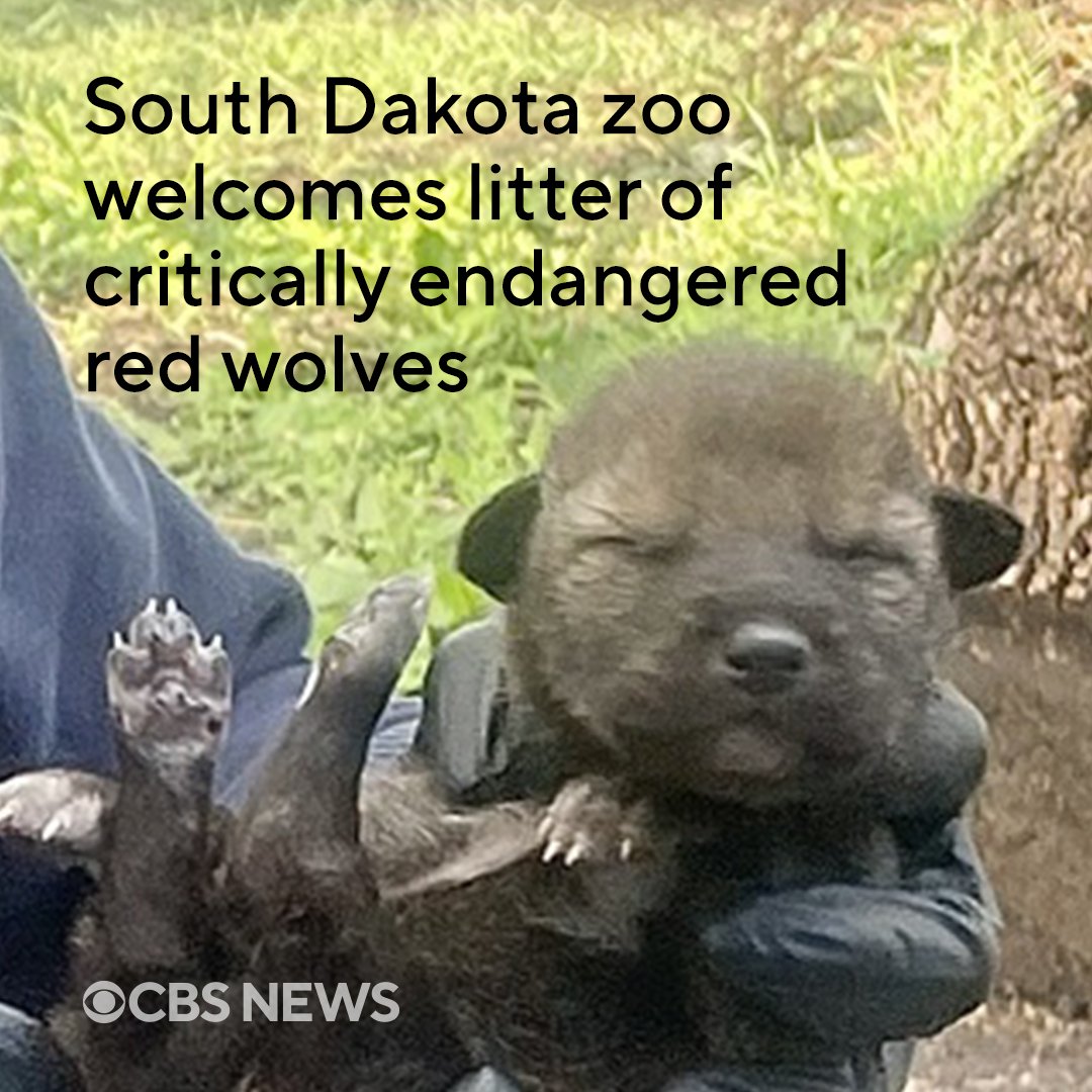 CBS News on Twitter "The highly endangered red wolf species has a