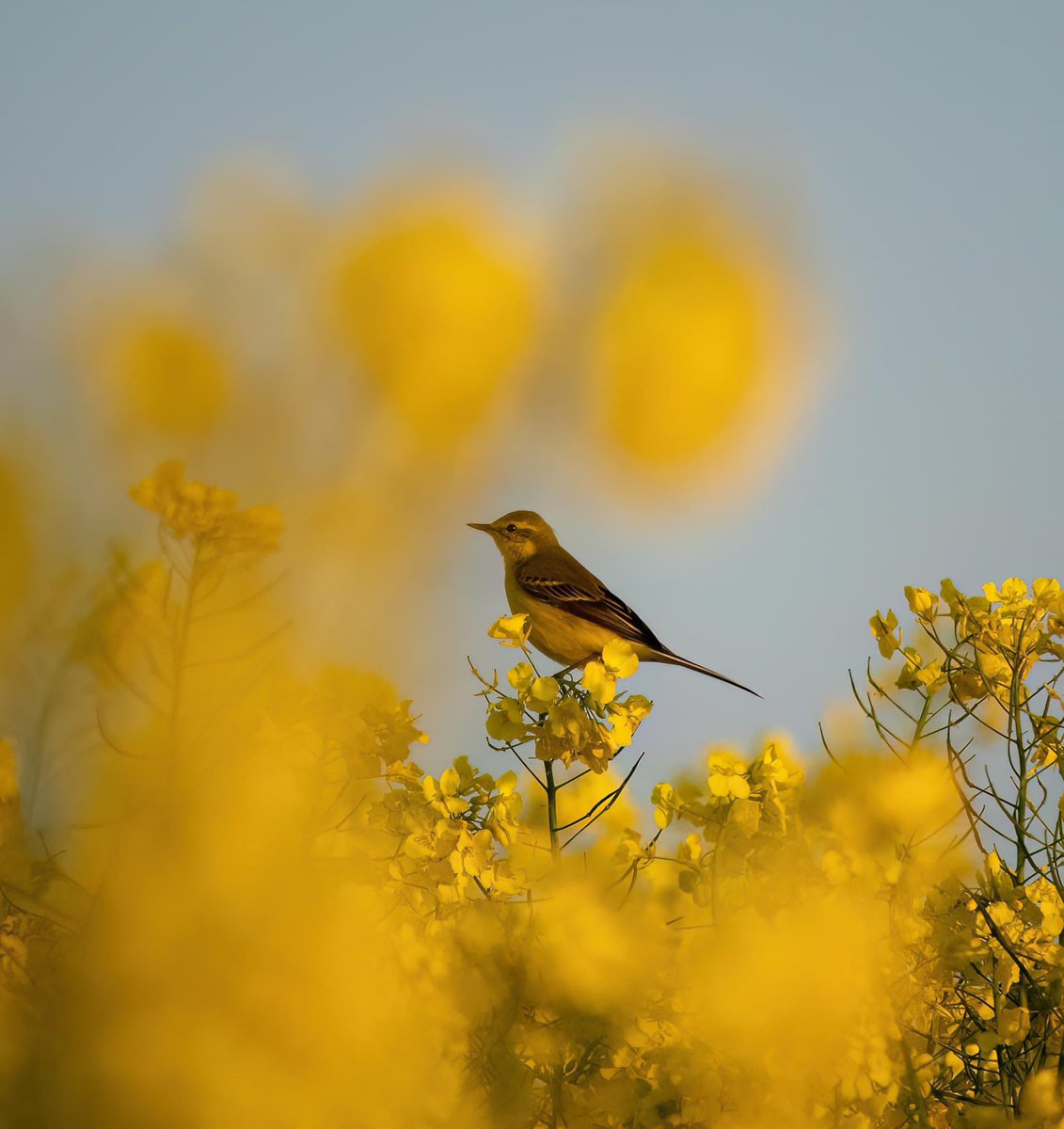 @MrWhoCapture @earthcurated @NatGeoPhotos @OutdoorPhotoMag @photography @viewbug @foundation @iTheFelizer @Lightroom Wagtail on oilseed blossom