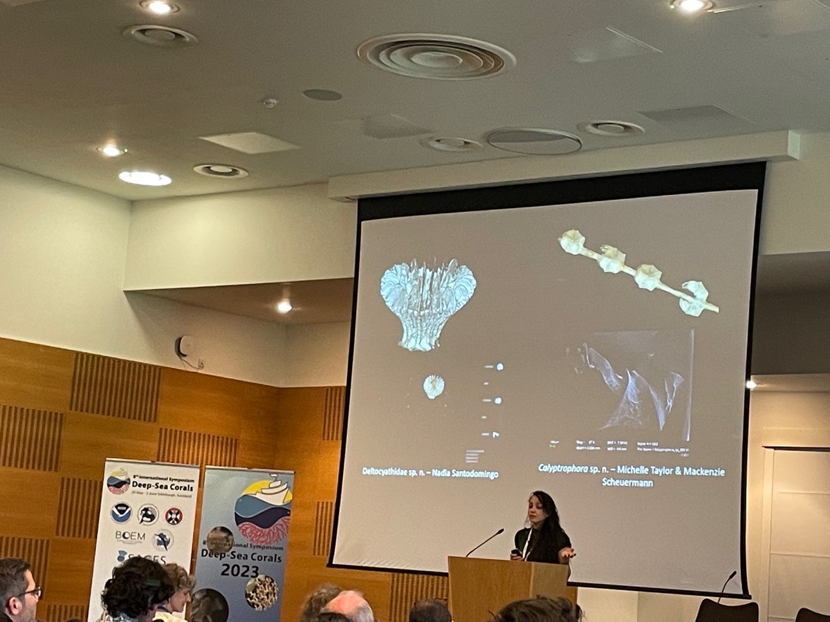 Lupita from #NHM just gave an amazing visually stunning presentation on her research on the #deepsea corals growing on poly metallic nodules 🪨🪸 from a recent expedition in the CCZ at #ISDSC8