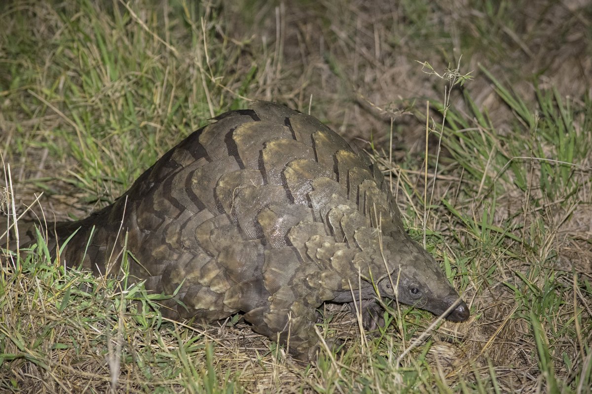 Many moons ago, the second bravest pangolin I know swaggered calmly through the heart of a spotted hyena den (+20 individuals present) in the middle of pretty metal thunderstorm and lived to tell the tale. #Pangolin #Mara #MaasaiMara