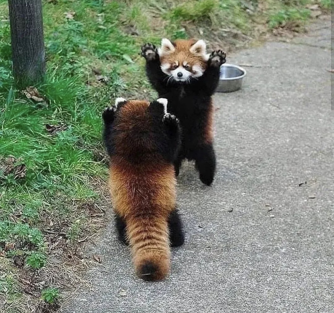 AMAZlNGNATURE's tweet photo. Red Pandas are so cute https://t.co/s0pGpIywTG