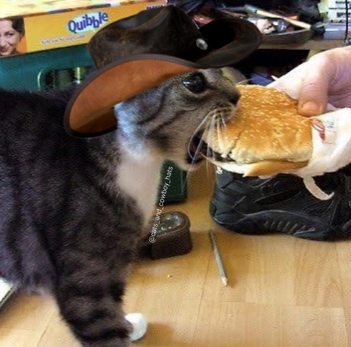 Cats And Cowboy Hats (@cowboycats) on Twitter photo 