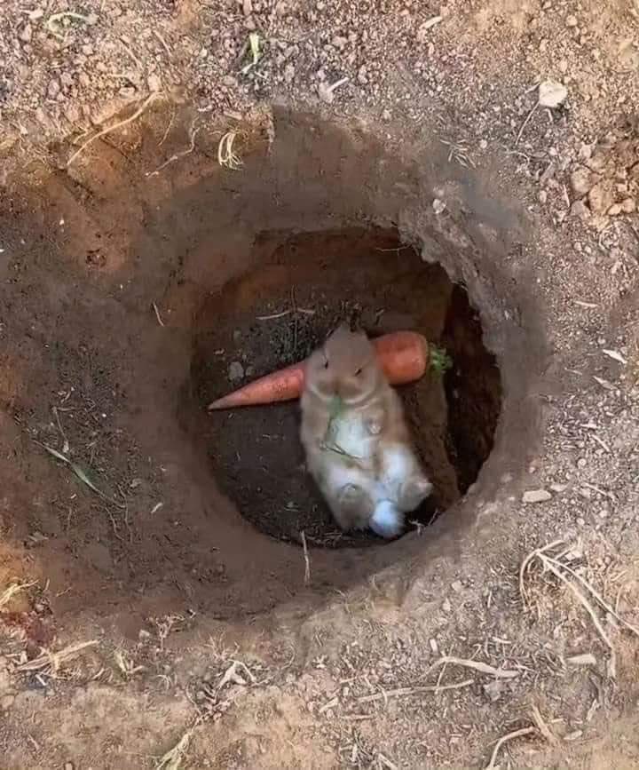 Que ganas de ser un conejito despreocupado🥕
