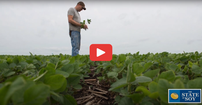 FarmsNews's tweet photo. Leveraging #Soybean Research
Sharing information about soybean research has allowed researchers to maximize the benefits that #farmers see from their checkoff investments.
Watch to see how it worked ⬇️
#Grain23 #Grain #USAg #AgNews #FarmNews