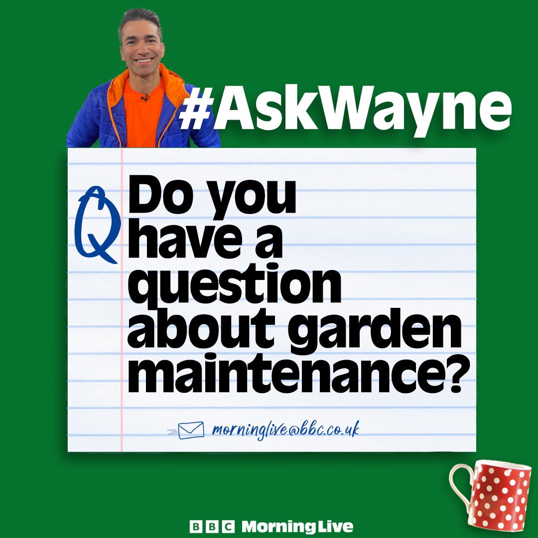 Carpenter @WaynePerrey will be in on Monday to check on the wooden planters he made for the Morning Live balcony. After weathering, he’ll talk about how to refresh the wood. 📩 Do you have a question about garden planters or maintaining them?