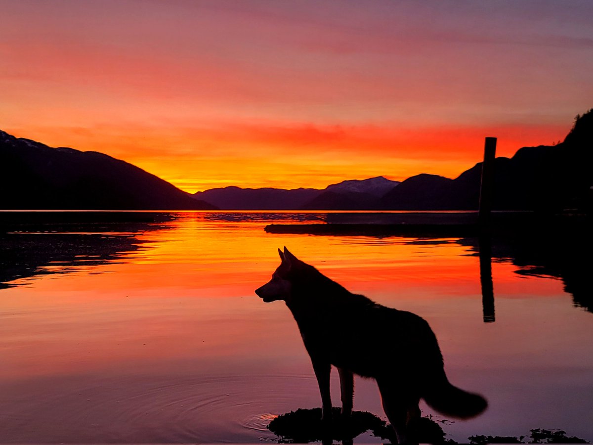 Want to work in a non fish farm hatchery with some of the biggest fish in BC? We are looking for a new hatchery manager. We have some of the most beautiful scenery around. Very remote. Please RT. #Wuikinuxv #PercyWalkusHatchery