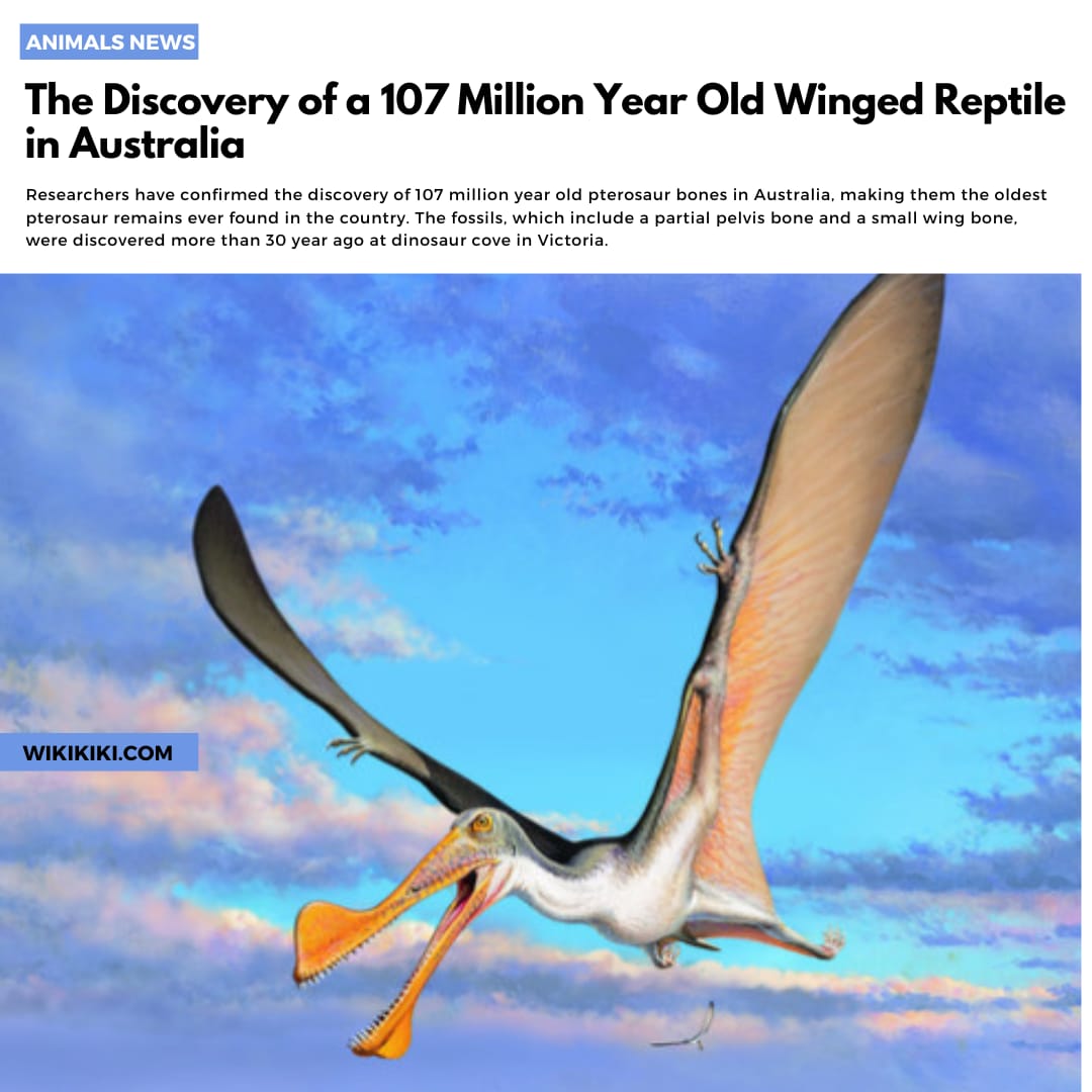 Pterosaurs: The Discovery of a 107-Million-Year-Old Winged Reptile...

wikikiki.com/pterosaurs-the…

#pterosaurs #pterosaur #wiki #discovery #newdiscovery #107million #oldwingedreptile #reptile #wikikiki #reptilelove #pterosaursofinstagram #australia #dinosaur #news #animalnews