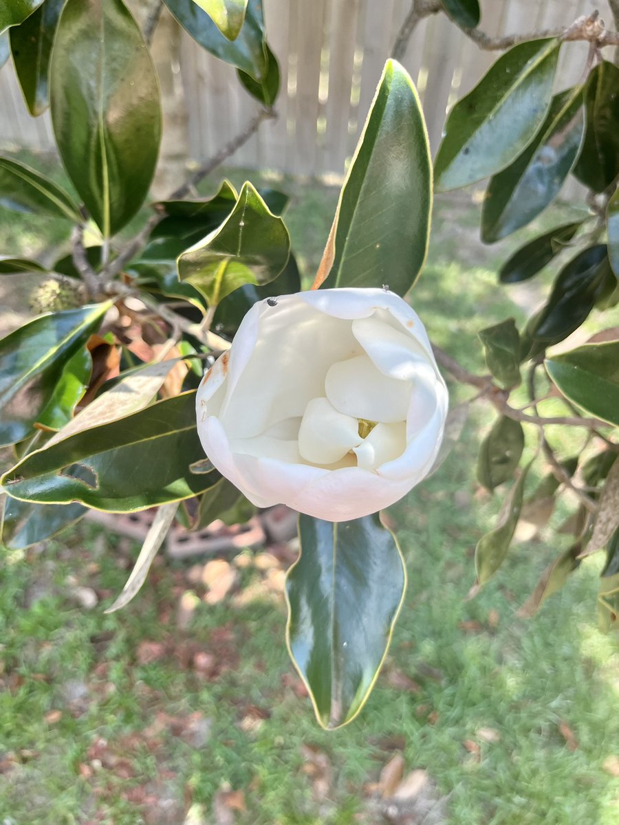 Magnolia tree is still blooming in the backyard #southernmagnolia