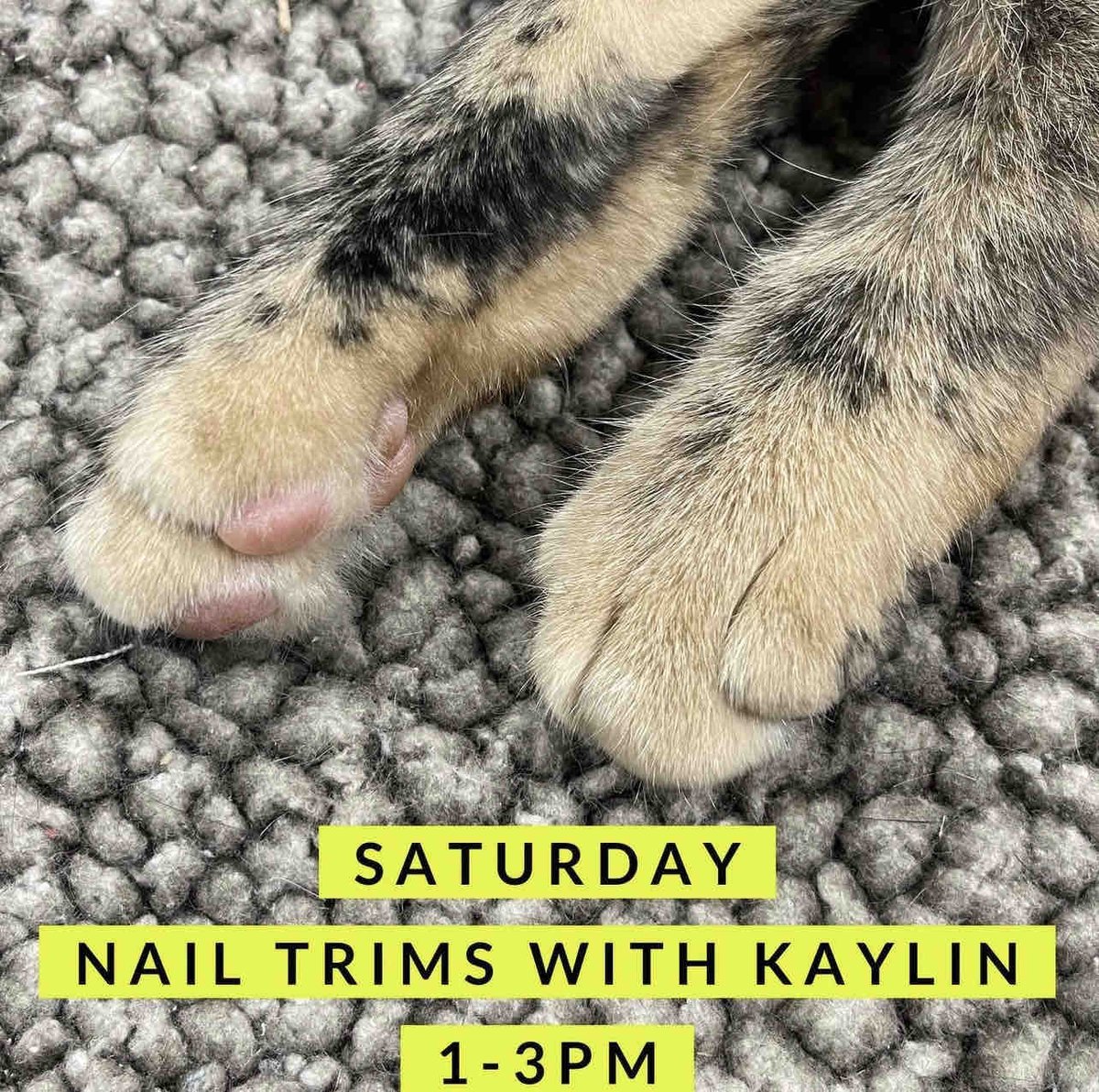 buschpetproduct's tweet photo. Nail trim are $12 and glands are $15.
#buschpet #saturday #everysaturday #kaylin #nailtrims #manipedi #pedicure #pawticure #spaday #spawday #tootsies #dogs #cats #doglife #catlife #supportlocalbusiness #southeastmissouri #jacksonmo #capegirardeaumo #capegirardeau https://t.co/8tzlRcs3oN