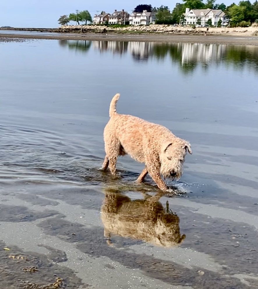 Whoa!!! That’s a strange looking dude in the ocean!
#wheatenterrier #beach #dogsoftwitter