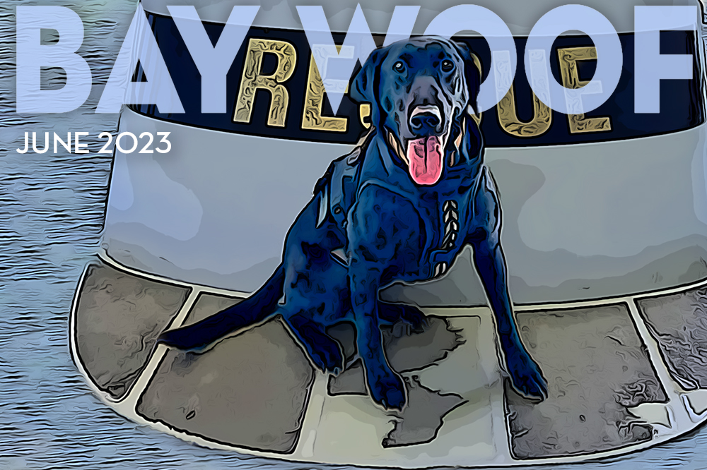 Bay Woof Foundation tweet media