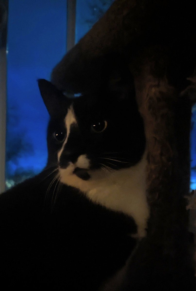 Poncho Parker tweet media