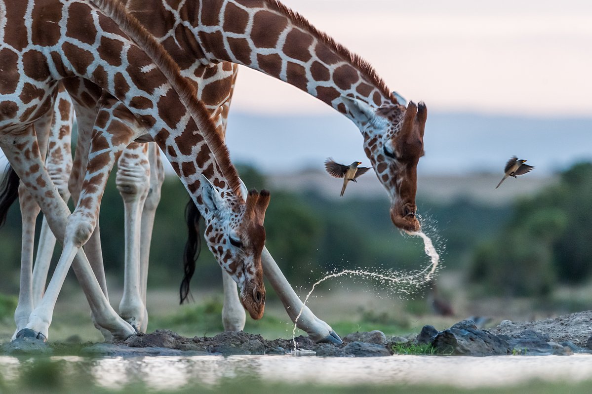 Giraffe

📸 Majed Sultan

#explore #giraffe #wild #nature