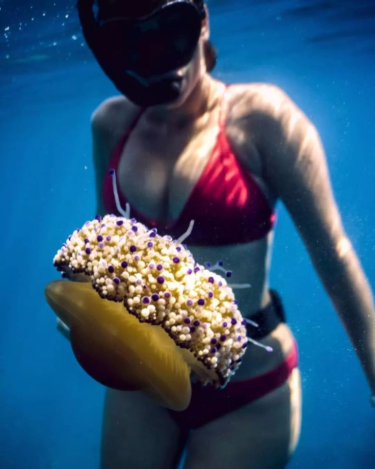 scubadivingyard's tweet photo. Not all jelly fish sting🤩
#scubadivingaddicts #scubadivingwomen #scubadivingtrip #scubadivinginternational #scuba #diving #scubadiving #scubadive #scubadiver #siscuba #scub https://t.co/ULaiObynY2