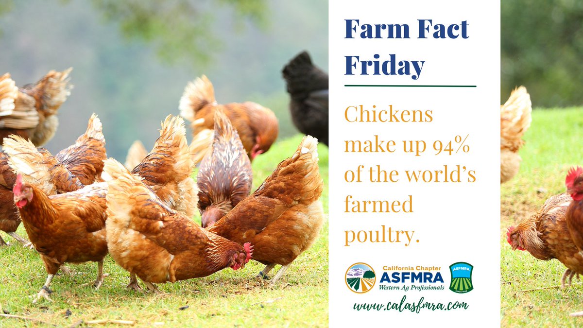 Today is #NationalRotisserieChickenDay! Take this as a sign to make dinner easy tonight and grab one on your way home!

Fact from sentientmedia.org

#calasfmra #asfmra #chickenfacts #chickenfarmer #chickens #chickenlife #chickenday #FarmFactFriday #funfacts #farmfacts