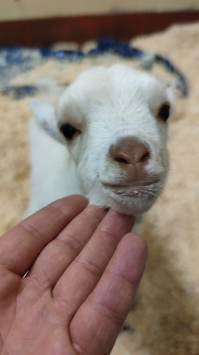 Elilehmann's tweet photo. אני מסתחבק עם עז בת חודש.  ניצחתי. תודה. https://t.co/XSGGWpvrXp