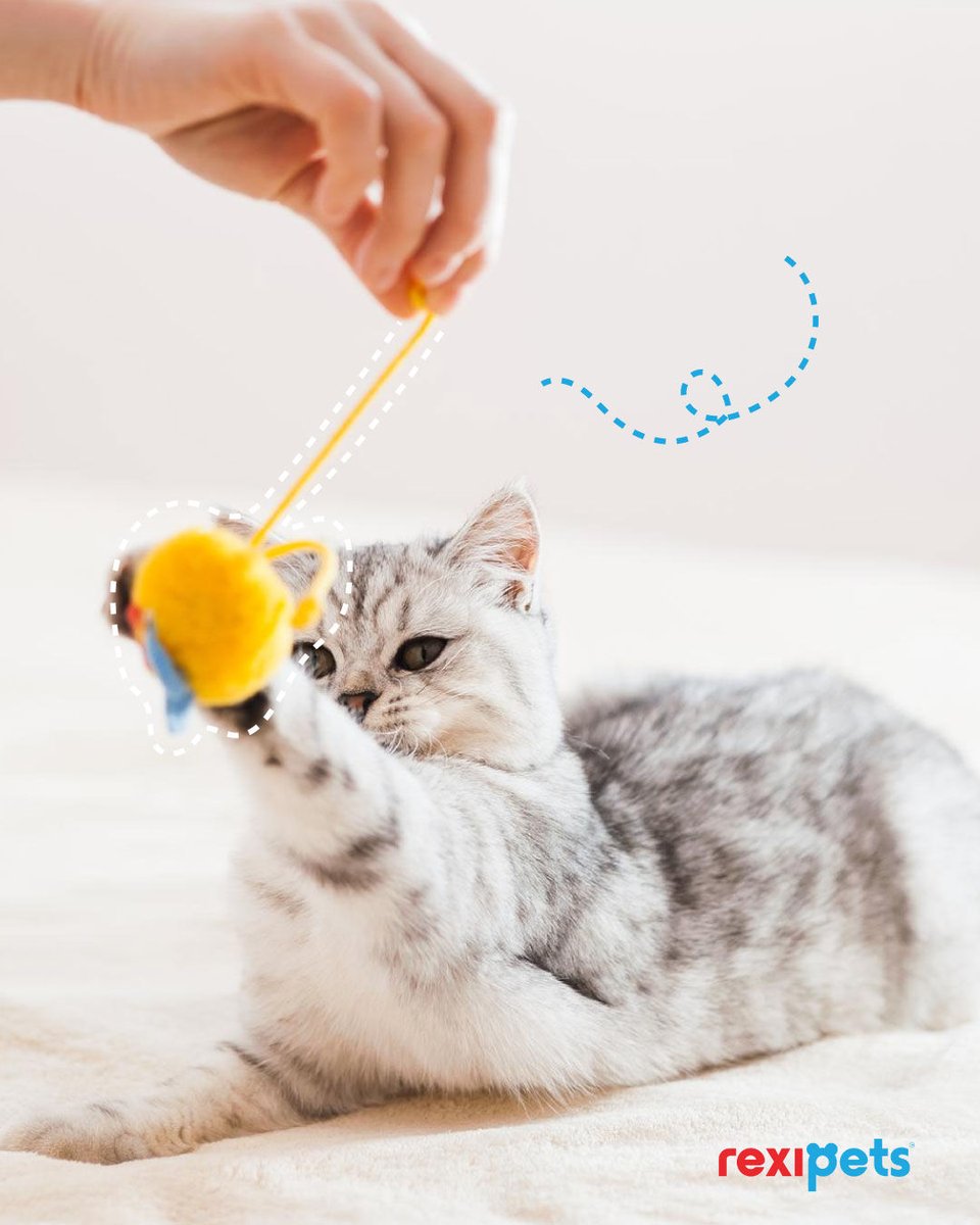 Find the perfect toys for your kittie on our website, we have toys, grooming tools, and many more. 🧶

rexipets.com

#catlover #cattoys #rexipets #catsupplies #cats #pets #purrfectpets #toys #animals #petsofinstagram #catlife #petstagram #petlovers #petstore