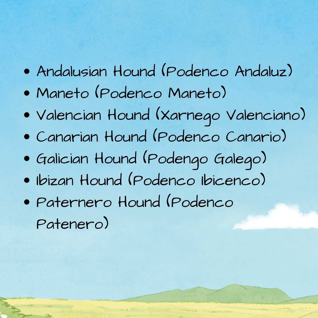 JunosArk's tweet photo. Did you know there are many types of Podenco breeds ("hound" in Spanish)? There are seven types of Podencos!

#JunosArk #Podencos https://t.co/Khy4ZTMqlb