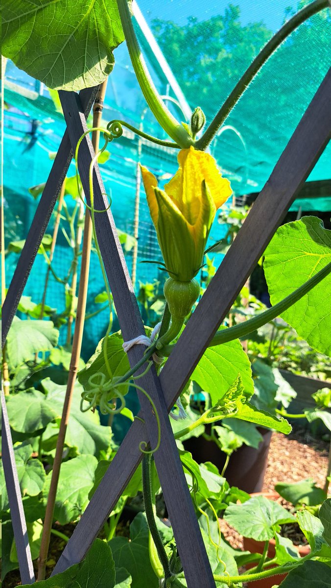 We have our first baby butternut squash 🤗☀️💖👌🙏✨️ #allotment #allotmentuk #allotmentgardening #allotmentlife #growyourownfood #firstallotment #greenhouse #offgridproject #offgridlife #growvegetables #growyourown #growfood