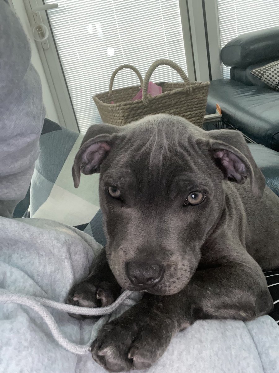 PanseyPotter's tweet photo. My gorgeous beautiful Mac ! 3 months old #staffy #bluestaffy #love #dog #puppy https://t.co/uDNnvxy9Uw